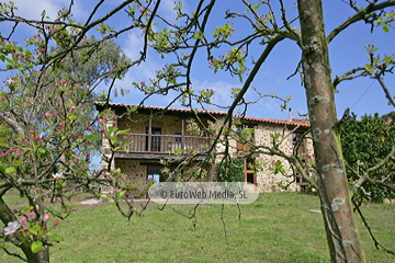 Manzanos (Malus Commnis). Manzanos