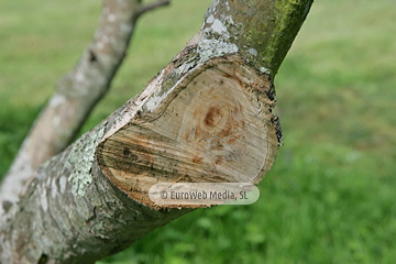 Manzanos (Malus Commnis). Manzanos