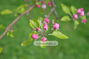 Manzanos (Malus Commnis). Manzanos