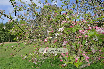 Manzanos (Malus Commnis). Manzanos