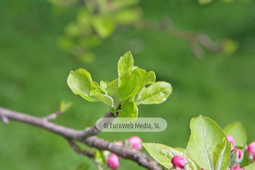 Manzanos (Malus Commnis). Manzanos