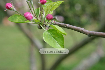 Manzanos (Malus Commnis). Manzanos
