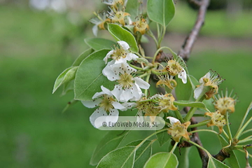 Perales (Pyrus communis). Perales