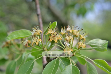 Perales (Pyrus communis). Perales