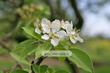 Perales (Pyrus communis). Perales