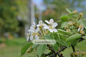 Perales (Pyrus communis). Perales