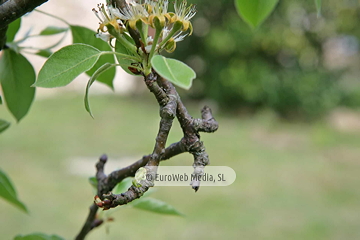 Perales (Pyrus communis). Perales