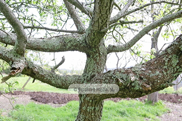 Perales (Pyrus communis). Perales