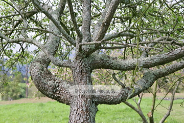 Perales (Pyrus communis). Perales