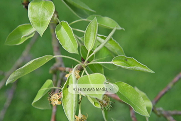 Perales (Pyrus communis). Perales