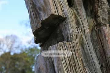 Escultura «Tejo herido» en Avilés
