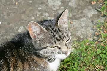 Gatos