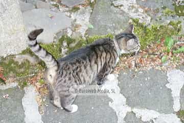 Gatos