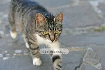 Gatos