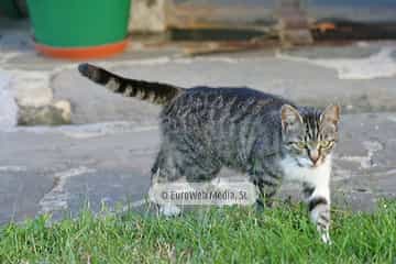 Gatos