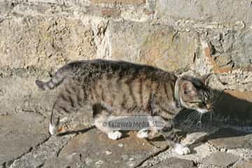 Gatos