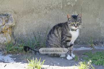 Gatos