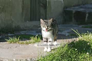 Gatos