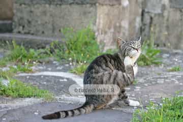 Gatos