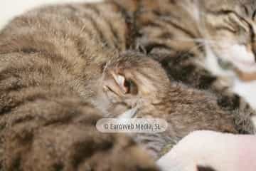 Gatos