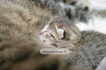 Gatos