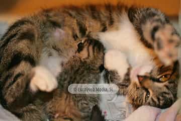 Gatos