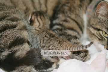 Gatos