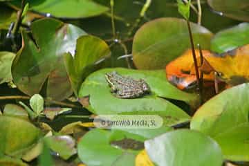 Ranas