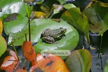 Ranas
