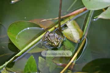 Ranas