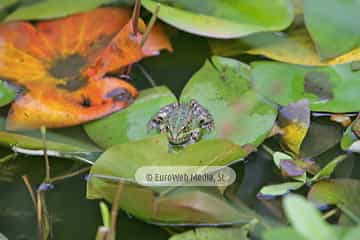 Ranas