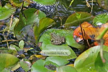 Ranas