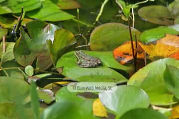 Ranas
