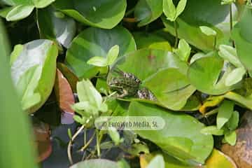 Ranas