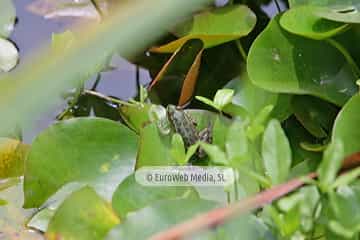 Ranas