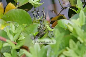Ranas