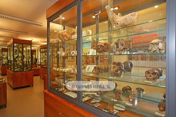 Museo de Geología de la Universidad de Oviedo