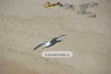 Gaviotas (Llanes). Gaviotas