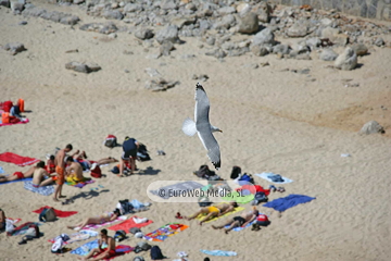 Gaviotas (Llanes). Gaviotas