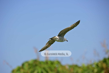 Gaviotas (Llanes). Gaviotas