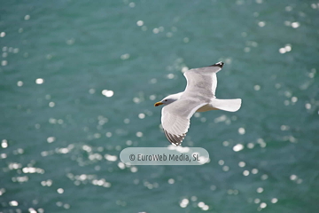 Gaviotas (Llanes). Gaviotas