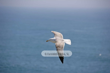 Gaviotas (Llanes). Gaviotas