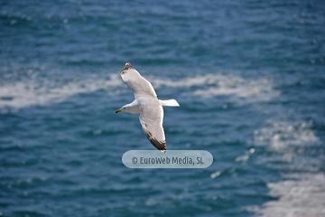 Gaviotas (Llanes). Gaviotas