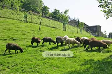 Oveja Xalda. Asociación de Criadores de Oveja Xalda
