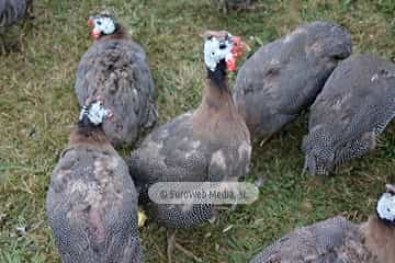 Cena medieval de los Exconxuraos de Llanera