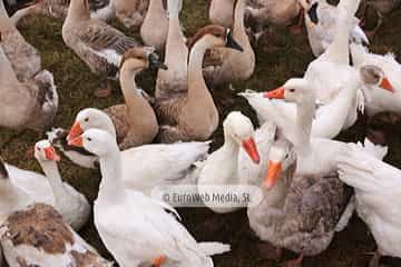 Cena medieval de los Exconxuraos de Llanera