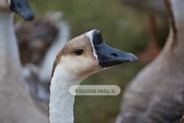Cena medieval de los Exconxuraos de Llanera