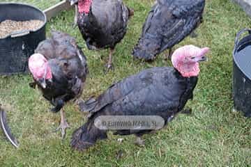 Cena medieval de los Exconxuraos de Llanera