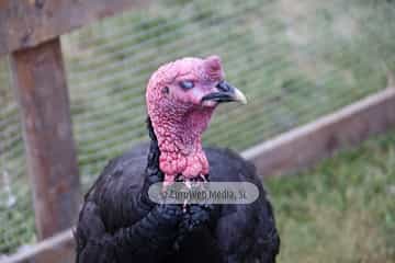 Cena medieval de los Exconxuraos de Llanera