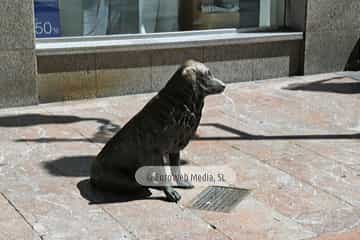 Rufo, el perro de Oviedo